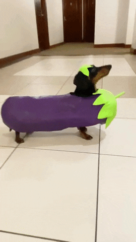 eggplant dog.gif