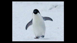 penguin tracy.gif