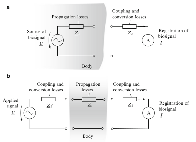 Mathematical model of biosignal propagation