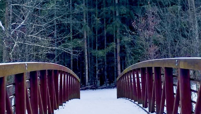 Winter walk in the Dark Forest of Narnia