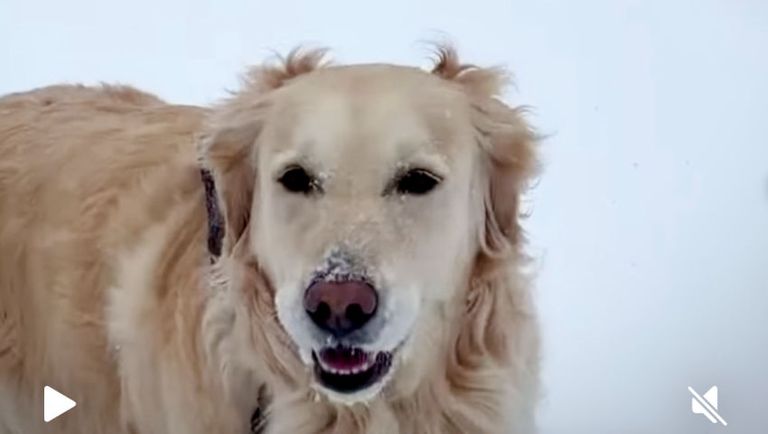 Lola in the Snow Storm