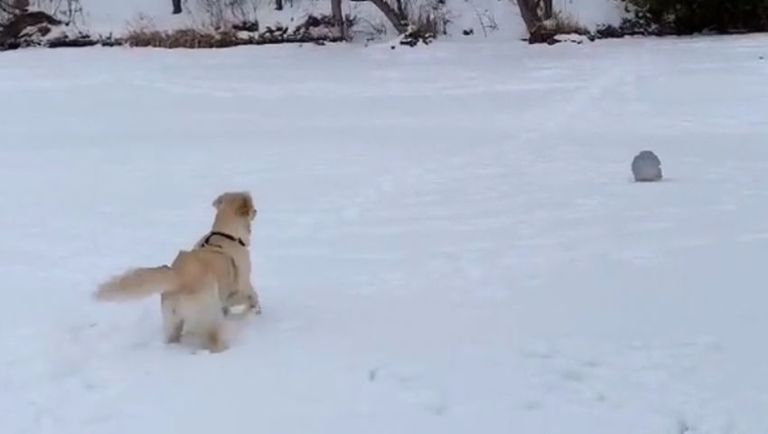 Lola versus the mysterious floating Orb in Ontario Canada