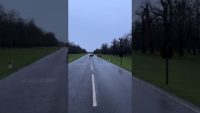 deer crossing on New Year’s Day