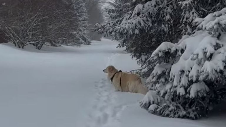 Big Snow Storm on Turtle Island