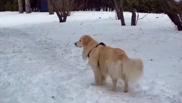 My Actifit Movie : Lola spots a squirrel on the Trail