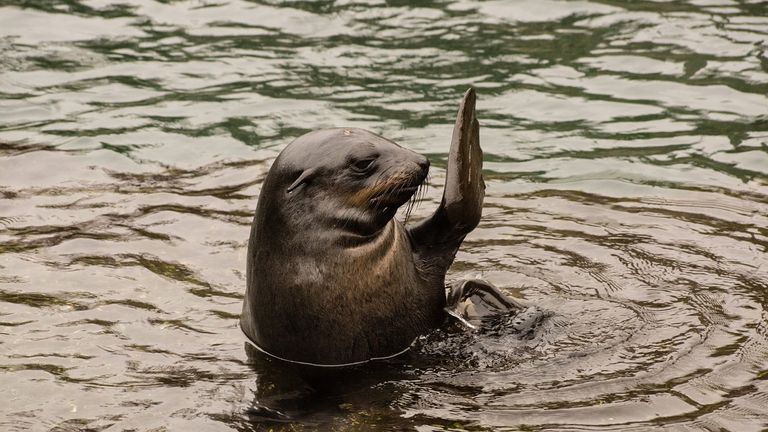 A seal waving hello.