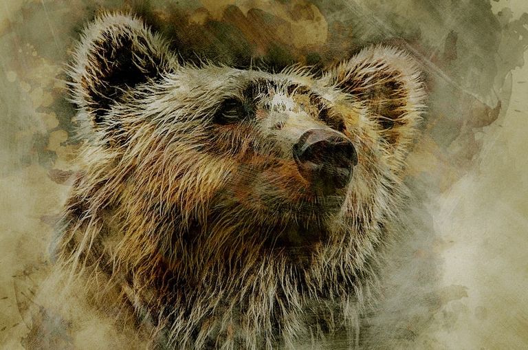 Grizzly, Bear, Kodiak, Head, Portrait, Nature, Predator