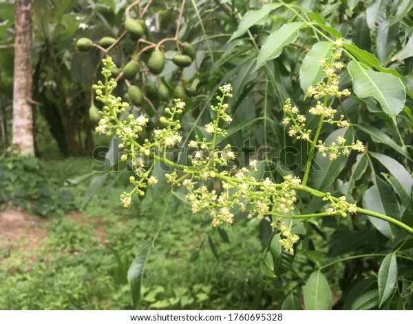 yellow-mombin-flower-hog-plum-600w-1760695328.webp