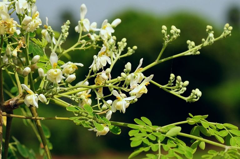 moringa 1.jpg 