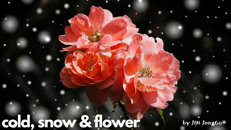 (1)cold,snow,flower.png