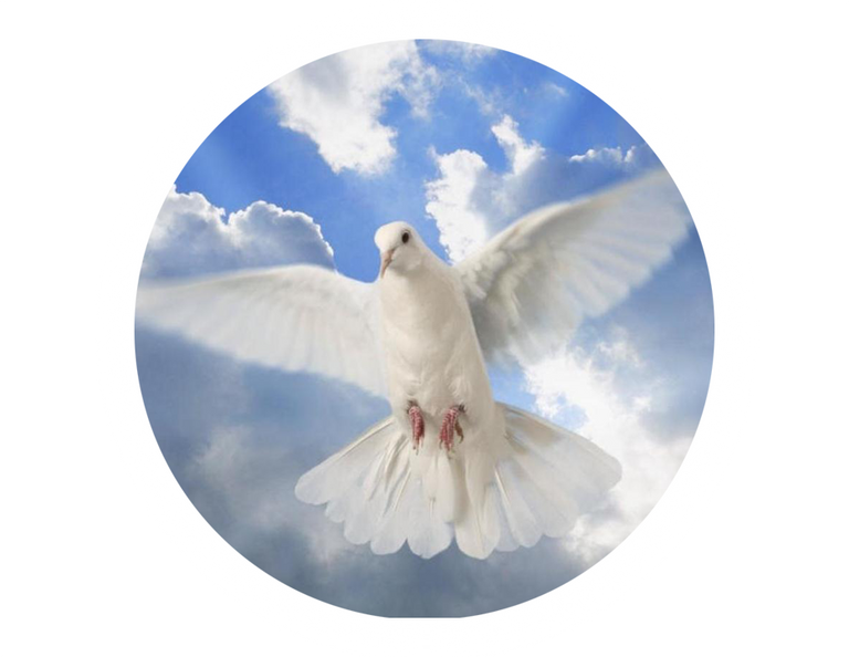 pngjoy.com_pomba-holy-spirit-dove-transparent-png_7674187.png