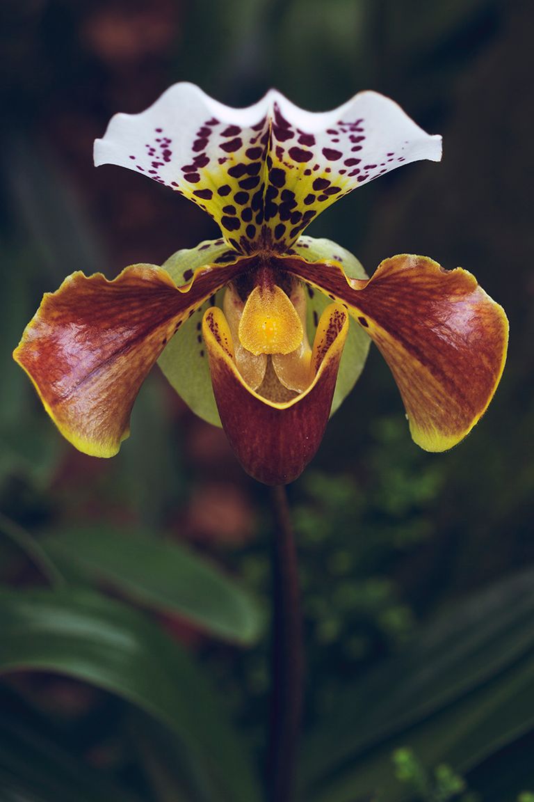 orchid85web.jpg