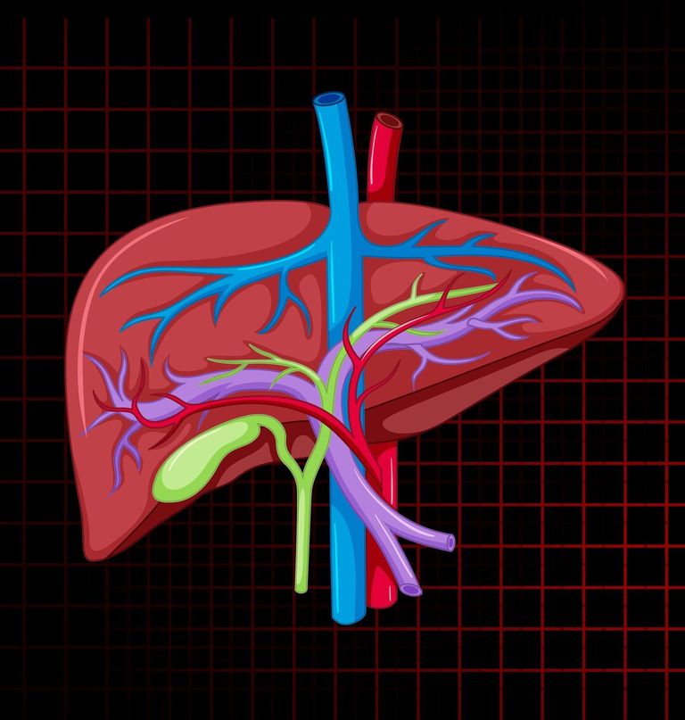 human-internal-organ-with-liver_1308-108503.jpg