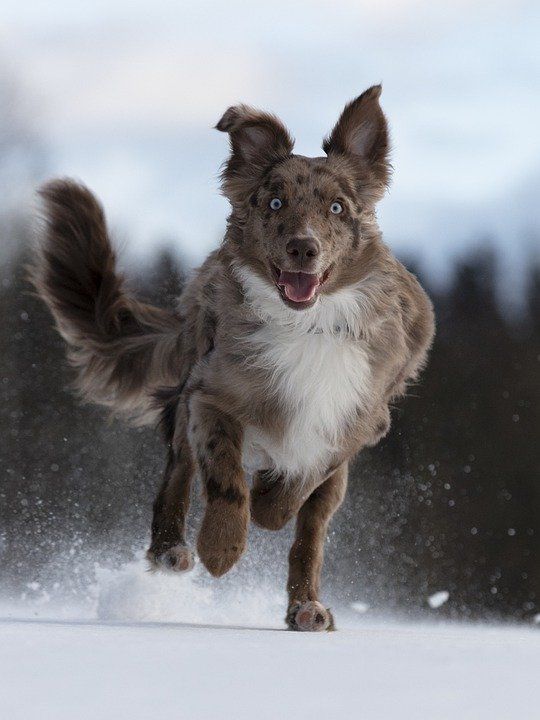 australian-shepherd-5773397_960_720.jpg