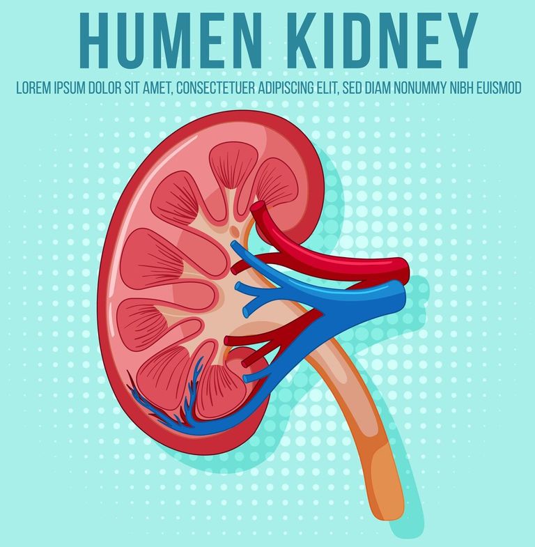 human-internal-organ-with-kidney_1308-109339.jpg