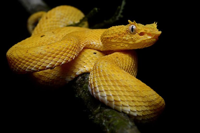 800px-Bothriechis_schlegelii_(La_Selva_Biological_Station).jpg