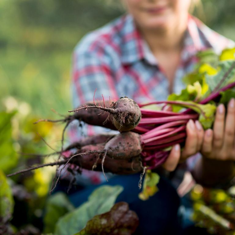 organic-farming-concept-with-vegetables_23-2148617173.jpg