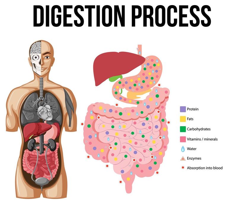 diagram-showing-digestion-process_1308-98817.jpg