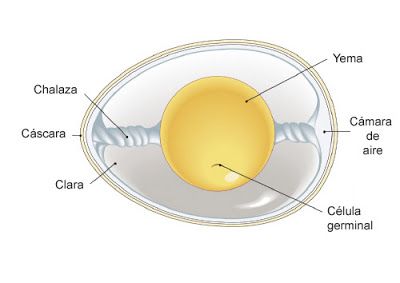 estructura_huevo.jpg