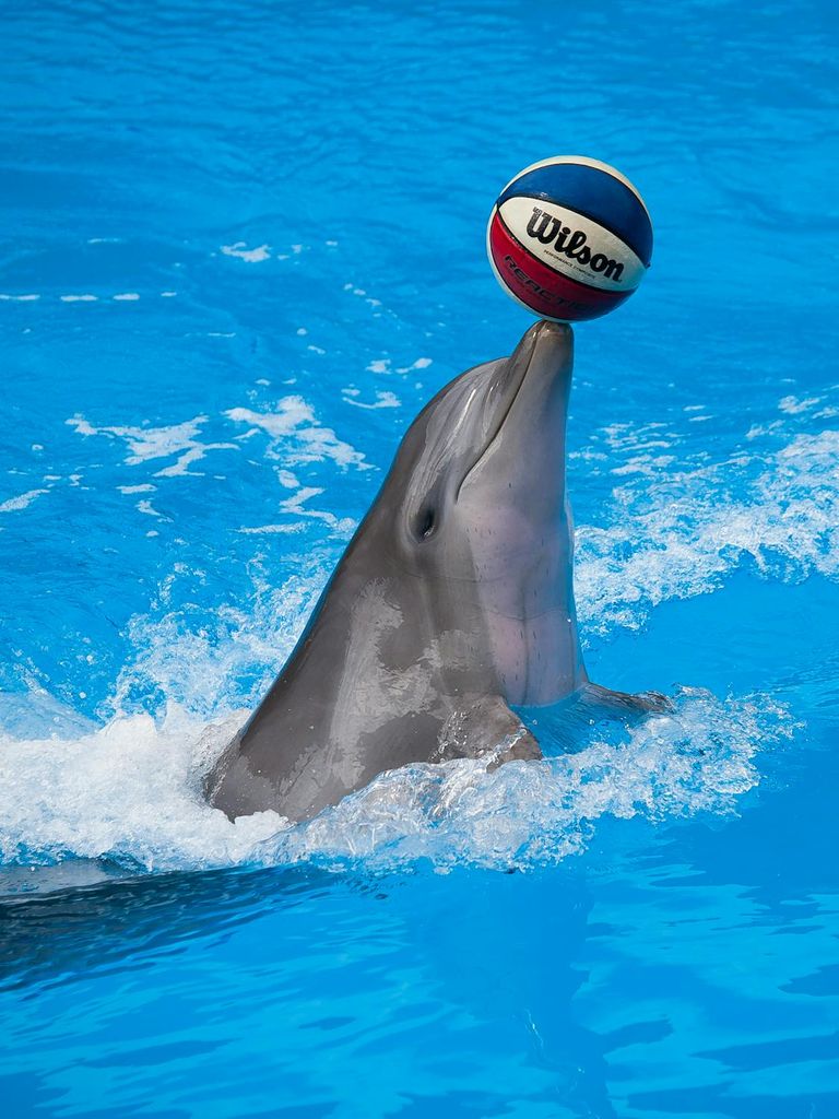 free-photo-of-dolphin-playing-with-a-ball-in-a-blue-water.jpeg