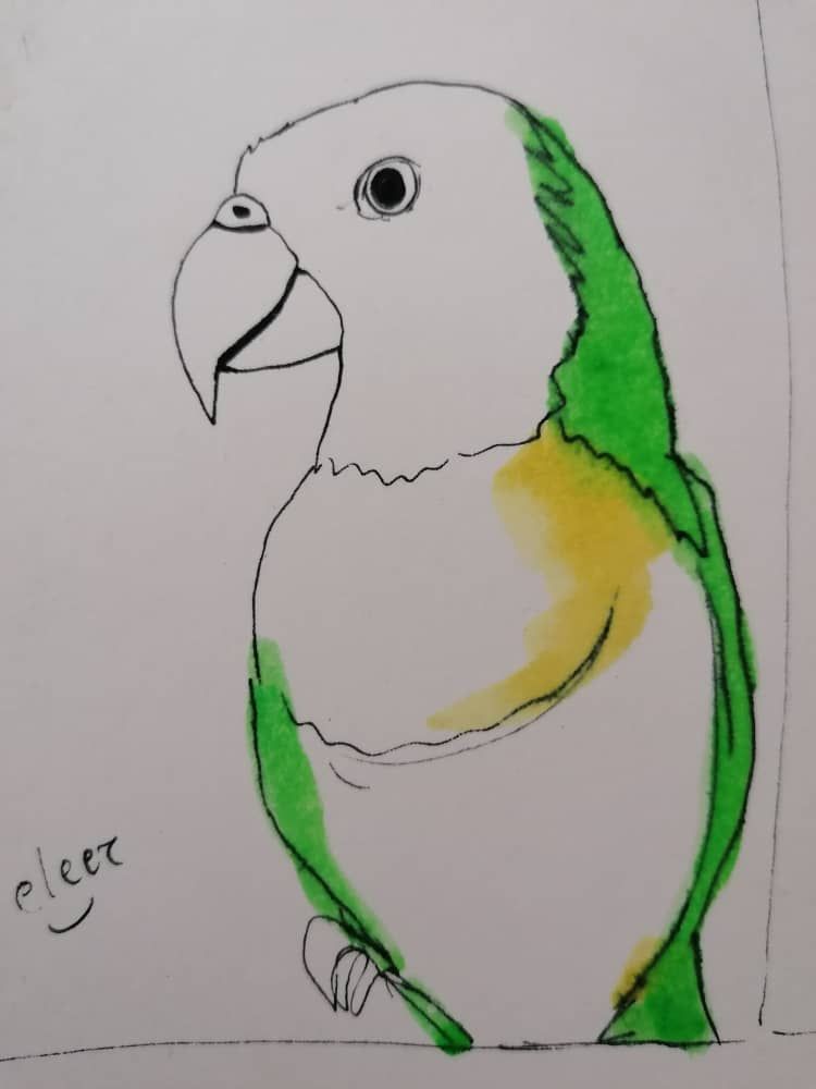 PAINTINGPARROTPARROT (3).jpeg