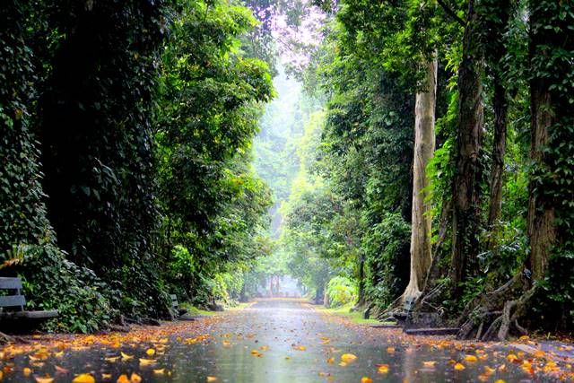 5-spot-foto-terbaik-di-kebun-raya-bogor-3-Jalan-Kenari-c.jpg