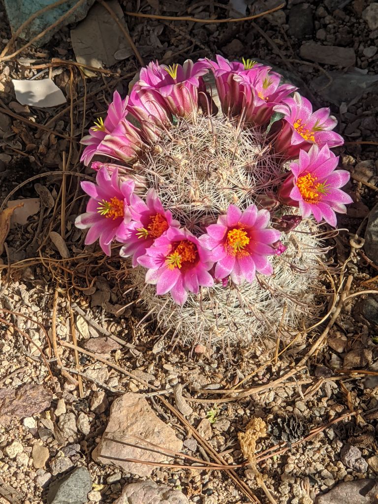 Barrel Cactus