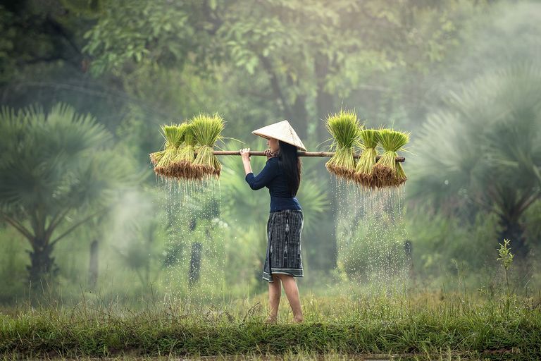 harvesting-1822578_1280.jpg