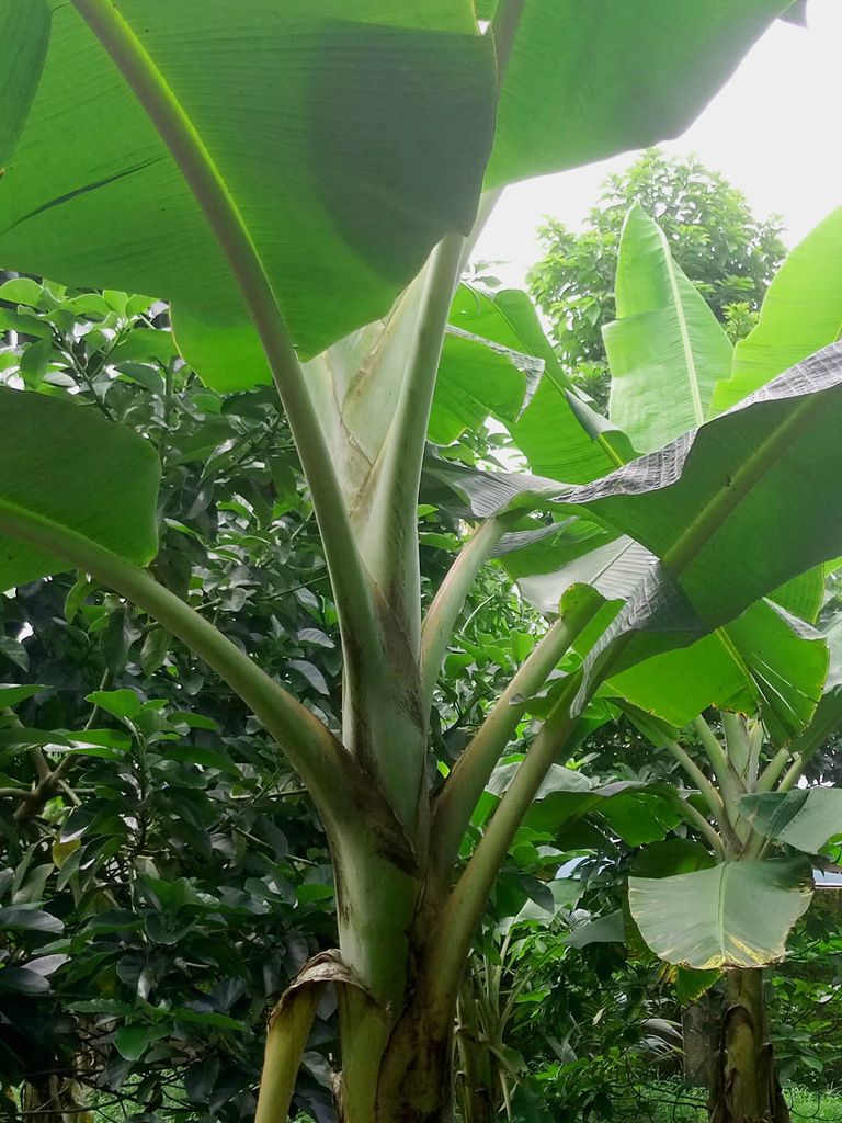 plantain tree1.jpg