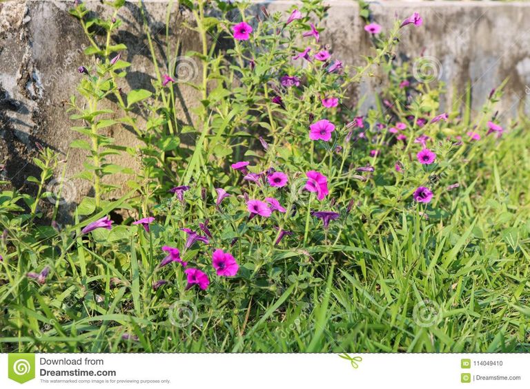 beautiful-dark-pink-grass-flower-bangladeshi-garden-bangladesh-114049410.jpg