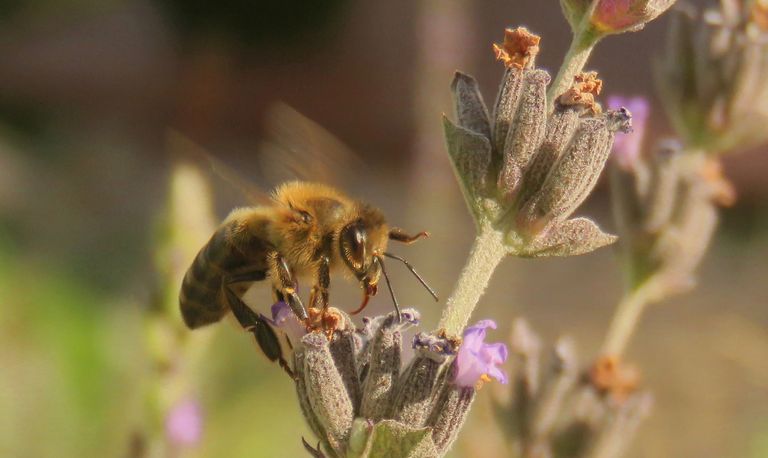 bee on lavander side 2.jpeg