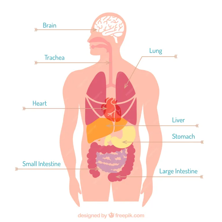 organs-body_23-2147537323.webp