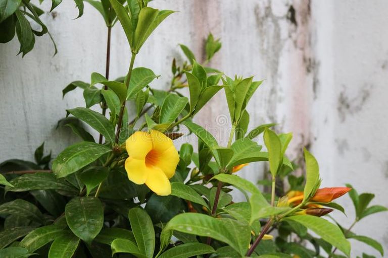 beautiful-dark-yellow-flower-front-house-bangladeshi-garden-beautiful-dark-yellow-flower-front-house-bangladeshi-114049259.jpg