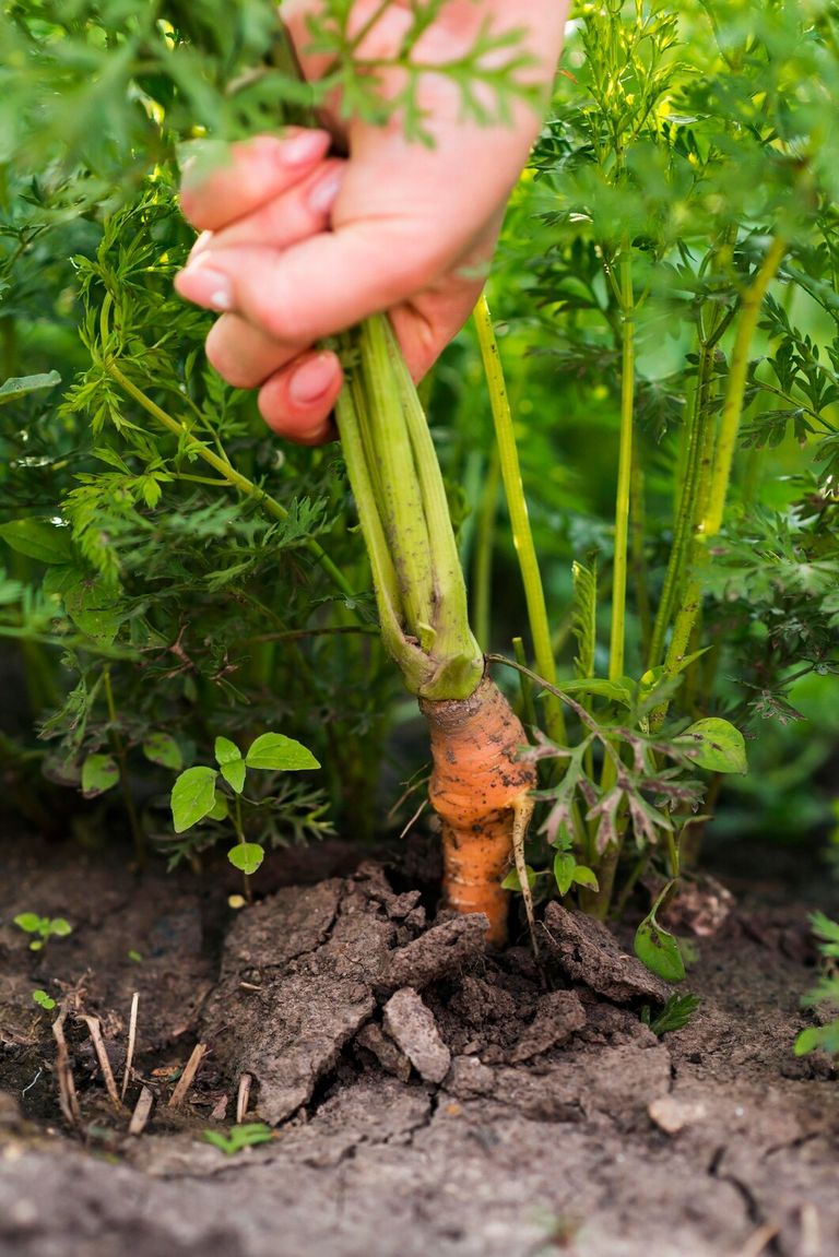 close-up-hand-pulling-out-carrot_23-2148617181.jpg