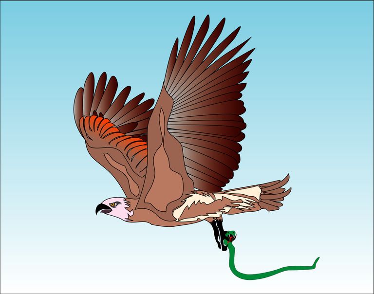 Eagle's-fearsome-snake-hunt.jpg