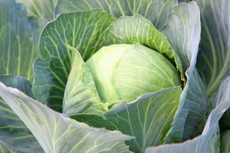 cabbage.jpg