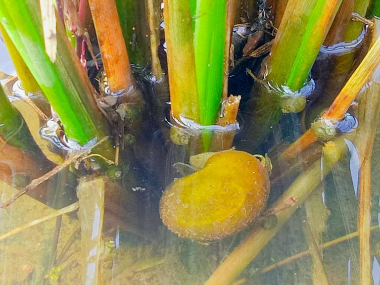 Golden Apple Snail in The Rice Field.jpg