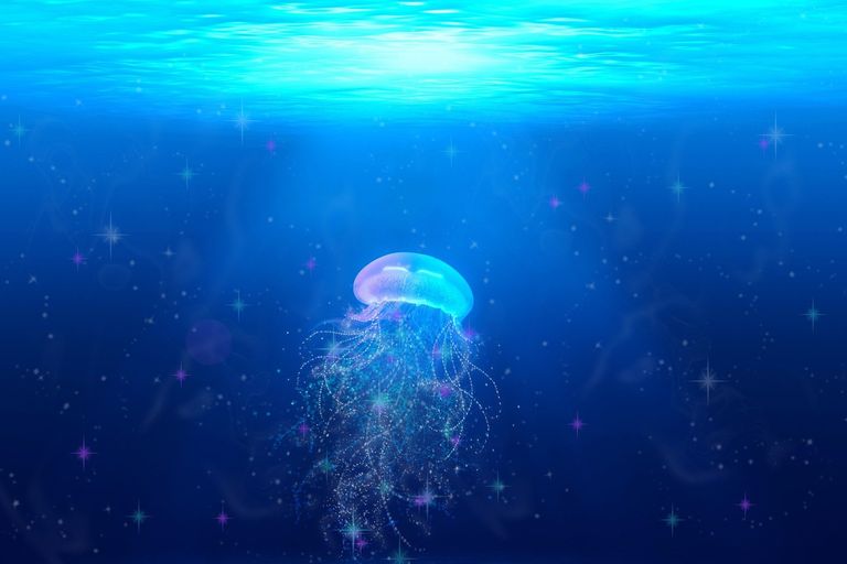 jellyfish2121429_1920.jpg