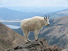 220pxMountain_Goat_Mount_Massive.JPG