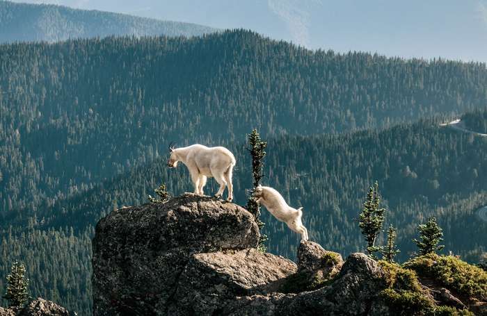 MountaingoatsmountainsOlympicNationalParkWashington.jpg