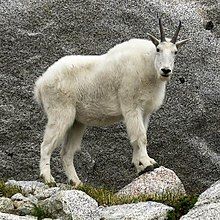 220pxMountain_Goat,_Enchantments_Basin.jpg