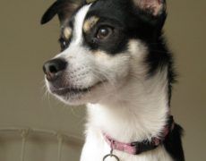 rat-terrier-8.jpg