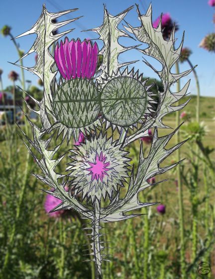 thistle.flowerlife1.jpg