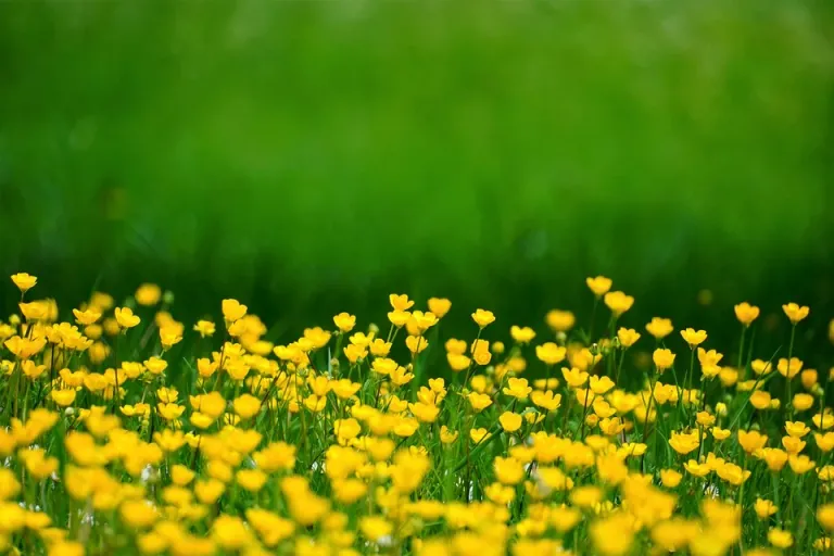 buttercup-6225833_960_720.webp