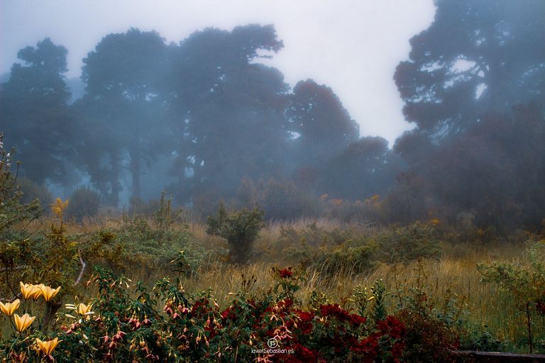 garafia_magica_forest_lapalma_javiersebastian_2016_2764.jpg