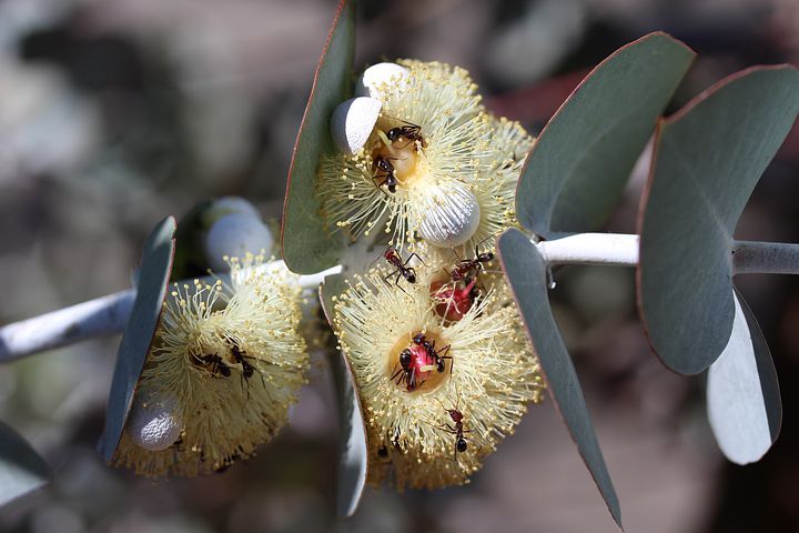 pollination-4739623__480.jpg