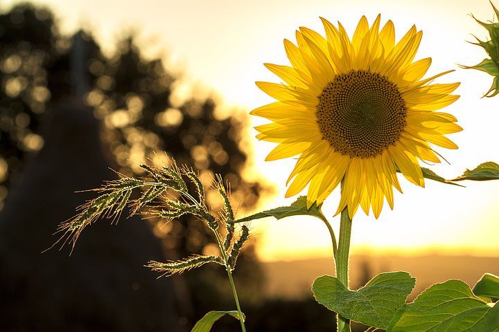 sunflower-1127174__480.jpg