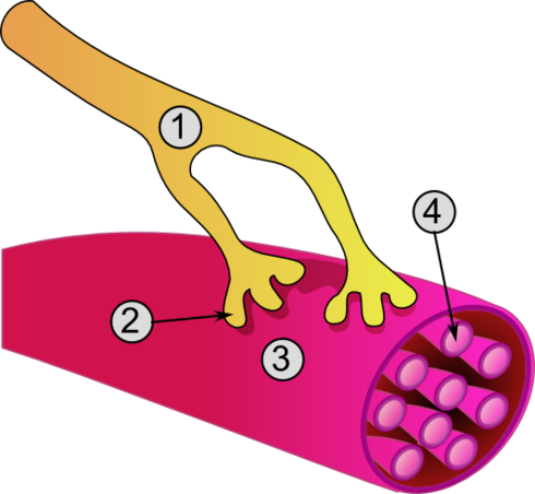 Synapse_diag3.png