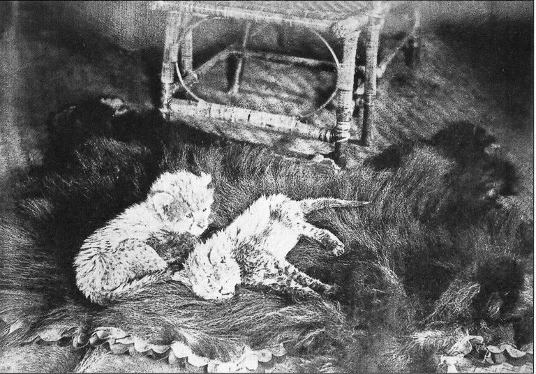 Asiatic Cheetah Cubs_Dharwar_1897.jpg