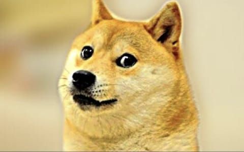 Doge.jfif